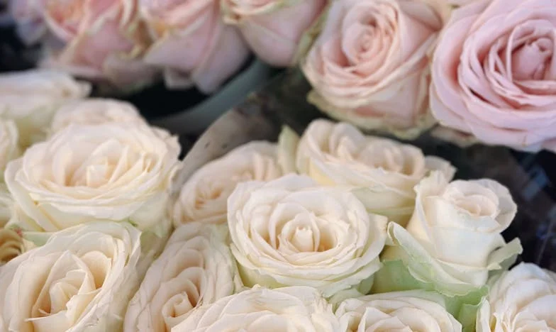 Entre Lujo y Sangre: El Precio de la Familia