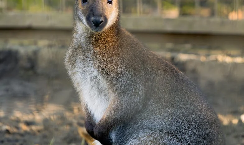 La nevera que rompió el silencio