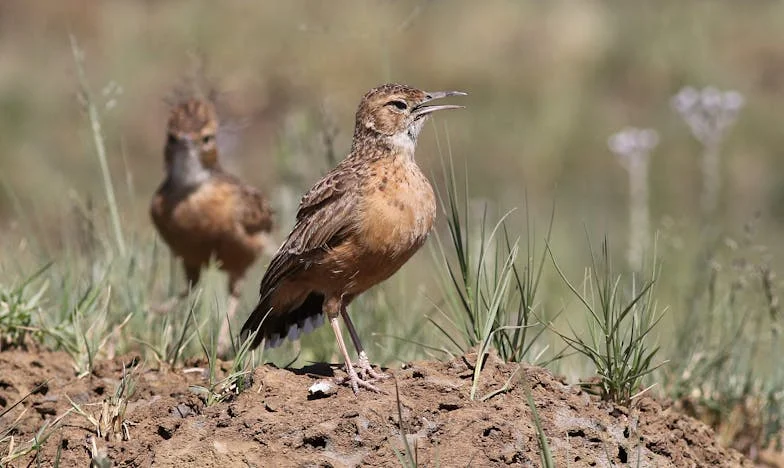 La Sombra de la Sargadelos: El Secreto de la Sarta Azul