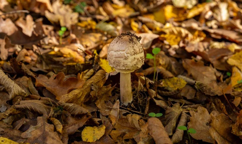 "Paga la boda de tu hermana, tú tienes dinero" – Un drama familiar español