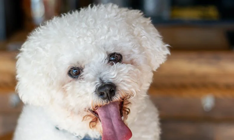 ¿Por qué entraste en mi casa, mamá?