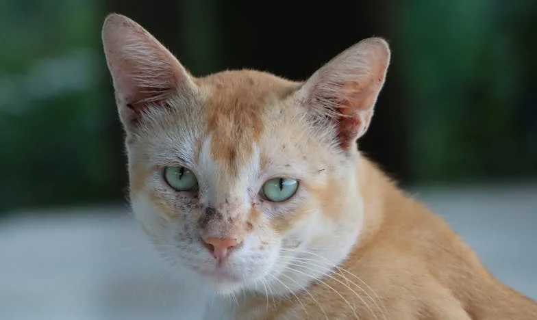 Solo una cena, ¿qué problema puede haber?