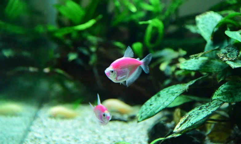 El piso en el papel, el amor en el corazón: Cómo perdí a mi hija por mi nieta