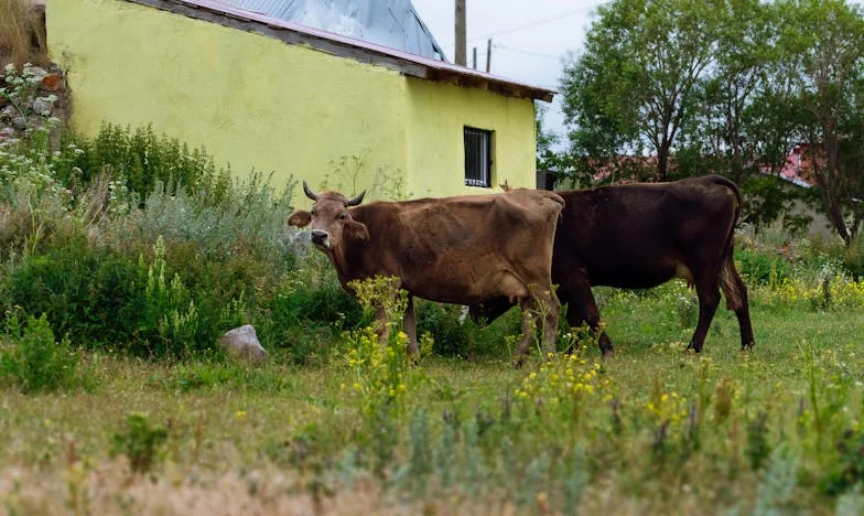 Entre Dos Corazones: Mi Madre, Mi Marido y el Piso que Nos Rompe