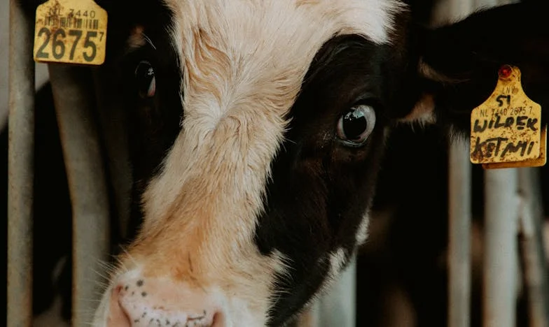 Hermanos de Sangre: Entre la Duda y la Confianza