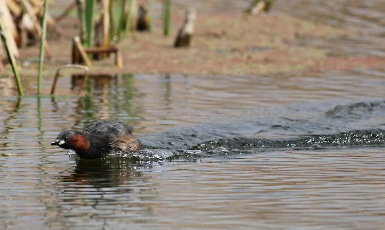 La verdad oculta: El ojo revelador de una madre