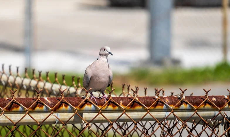 “No compramos esta casa para ellos” – Cuando la familia irrumpe en tu vida