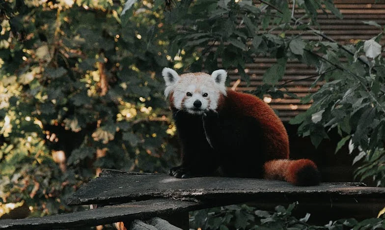 Silencio en mi pecho: Cómo sobreviví al cáncer y a la traición de mi familia