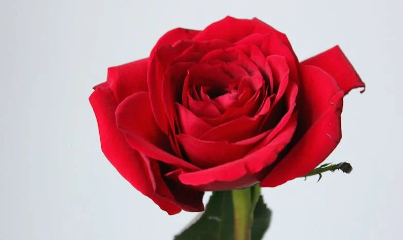 Abandonada por mi madre: una historia de traición, amor y perdón