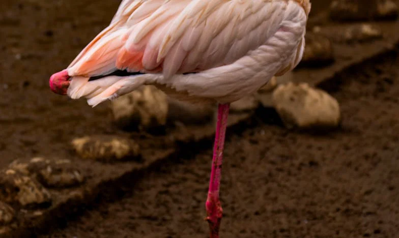 ¿Cómo puedes tener una familia así? – Un almuerzo de domingo que rompió mi matrimonio y mi corazón