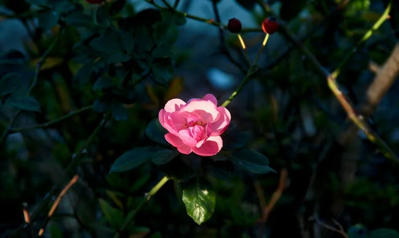 El cochecito que rompió mi familia: ¿Elegir entre mi hijo o mi sobrina?