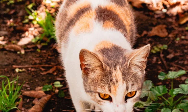 El nieto invisible: una historia de amor, prejuicio y reconciliación