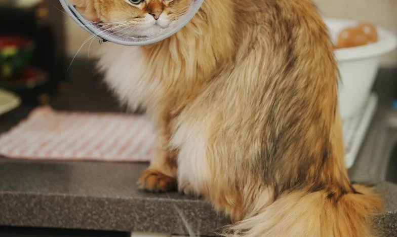 El precio de una herencia: Entre el amor y la culpa