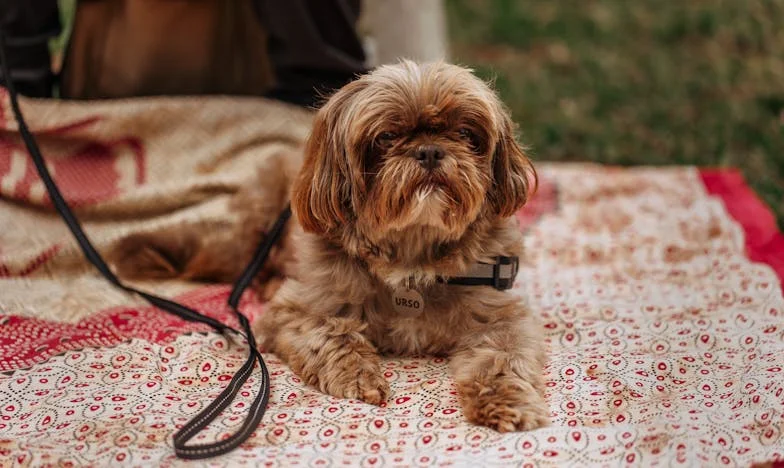 El timbre que cambió mi vida: secretos, traiciones y el precio del perdón en mi familia española