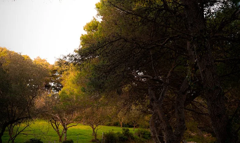 La batalla por la casa de mi abuelo: una historia de traición, dolor y justicia rota