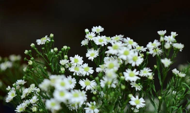 "¡Mi hijo no será un amo de casa!" – Una historia de conflictos familiares que cambian vidas