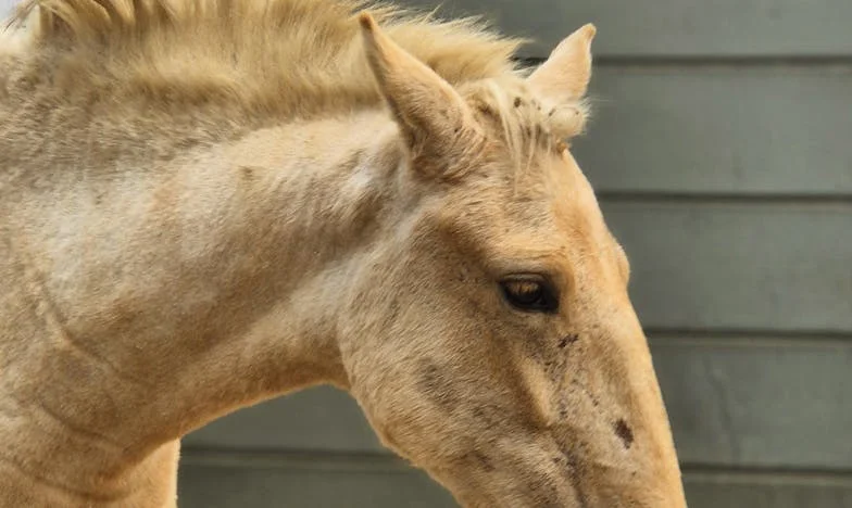 Mi marido entregó todo lo que preparé para nuestra familia a su madre: el día que me sentí invisible
