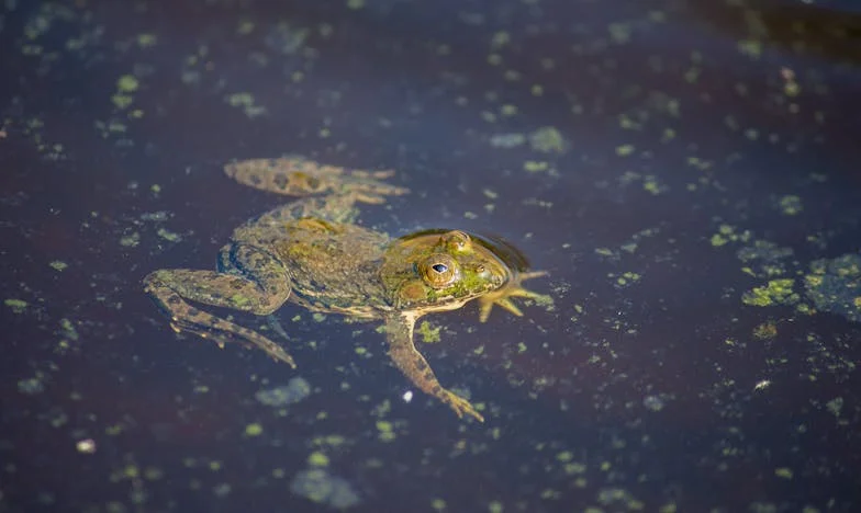 Nadie soportó a la nueva esposa del millonario... hasta que yo, la criada, hice lo imposible: Mi historia de venganza y supervivencia en una mansión madrileña