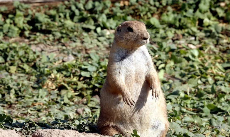 La venganza contra mi suegra: "Tus gafas están sucias, hasta nuestros cerdos del pueblo están más limpios" – Cómo una frase cambió mi vida para siempre