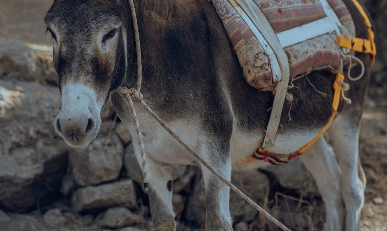 ¿Qué hay para cenar? Cuando la familia se acomoda demasiado, toca poner límites