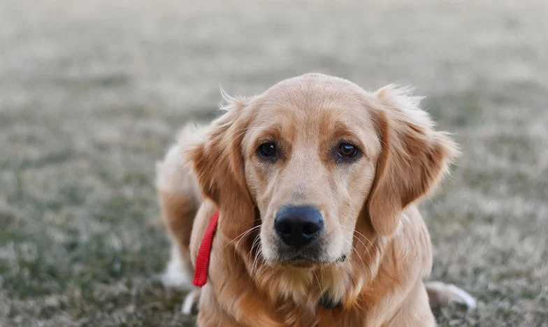 Compré la casa de mis sueños en España, pero los padres de mi yerno amenazan la felicidad de mis nietos