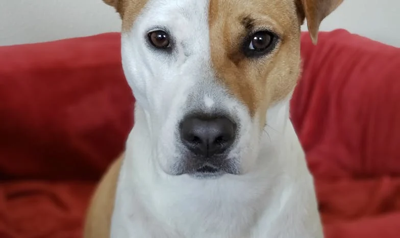 Mi exsuegra quiere mi piso: la batalla por mi libertad tras el divorcio