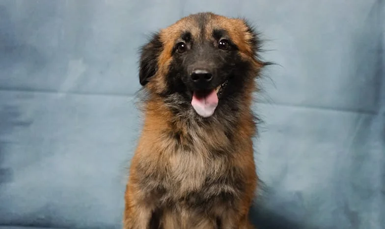 Un nuevo comienzo: Cuando la abuela Carmen vino a vivir con nosotros