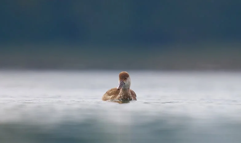 „Kartoffeln im Keller und Schweigen im Herzen“: Mein Leben zwischen Geheimnissen, Verlust und Einsamkeit im bayerischen Dorf