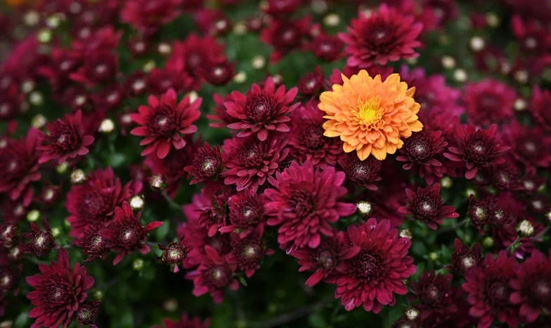 Zwischen Liebe und Alltag: Mein Leben mit Michael