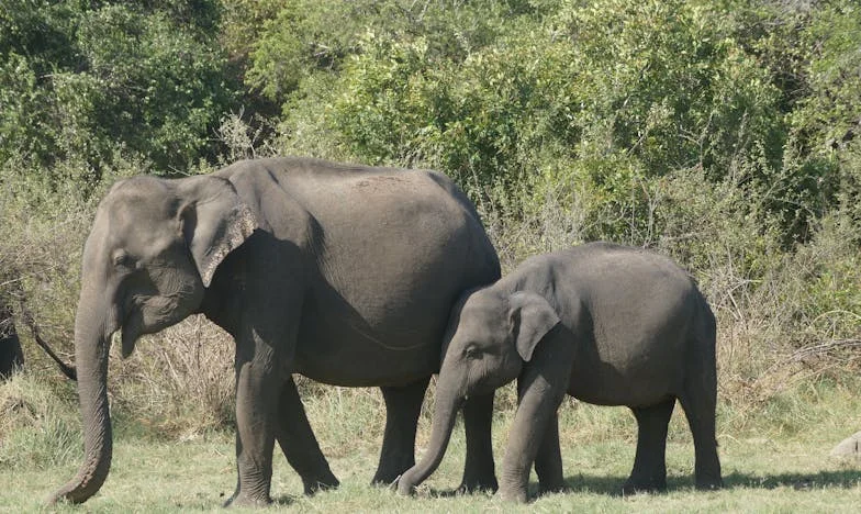 Zwischen zwei Lieben: Die Geschichte einer verlorenen Enkelin