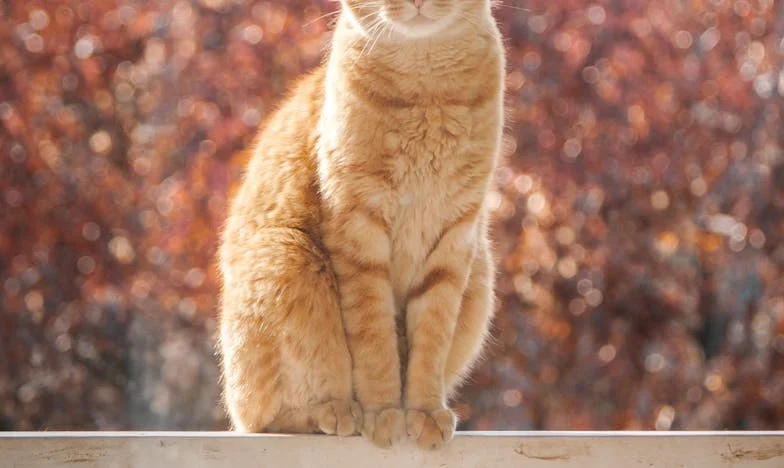 Erbe der Traurigkeit: Wenn die Familie zum Schlachtfeld wird