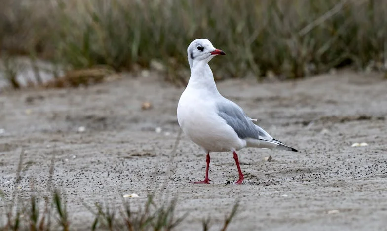 Wenn Träume von Freiheit zum Albtraum werden: Mein Leben zwischen Schwiegermutter, verlorener Intimität und stillem Verzweifeln