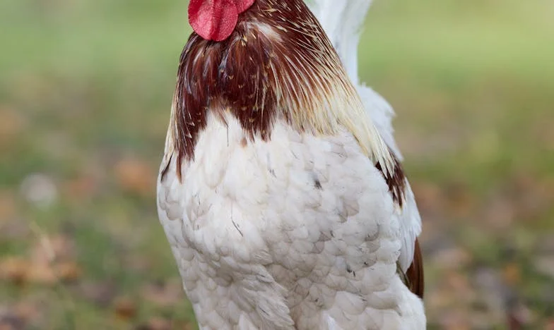 Urodziny, których nie zapomnę – opowieść o wyborach, których nie widać na zdjęciach