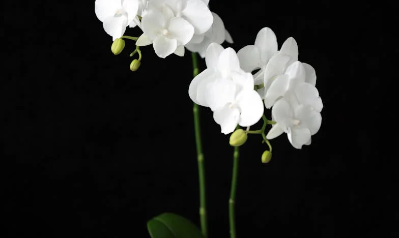 Dom ojca, cień brata: Moja walka o sprawiedliwość i własne miejsce w rodzinie