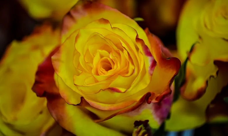 Kiedy mój zięć odwrócił cały mój świat – historia jednej deszczowej soboty