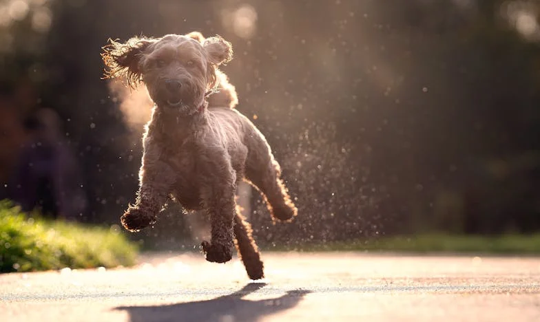 Kiedy teściowa przynosi wiadro przerośniętych ogórków: Lato w cieniu rodzinnych porównań