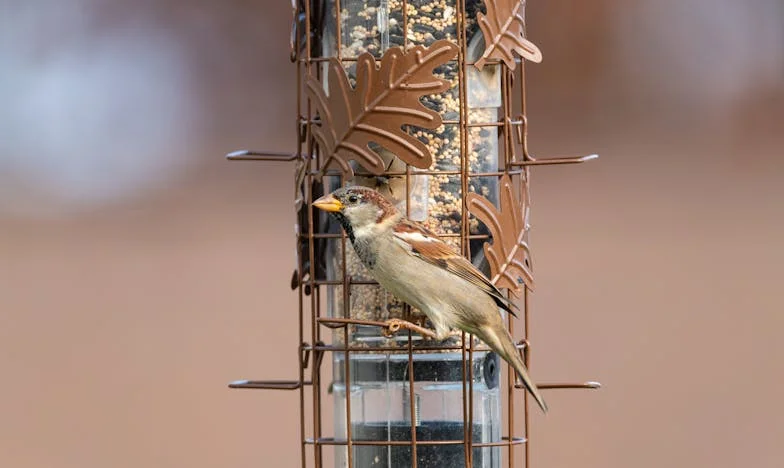 Królestwo Żelaznej Teściowej: Przetrwać w Polskim Domu