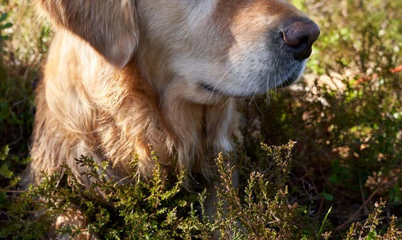 „Nie masz w sobie żadnego sumienia?” – Tajemnice i zdrady polskiej rodziny w cieniu spadku