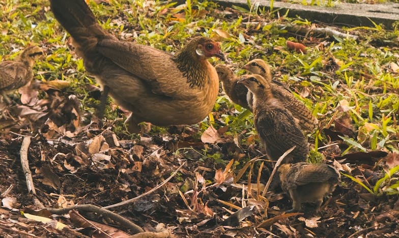 Nie oddam mojego syna teściowej – dramat matki w polskim domu