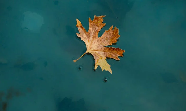 Niedzielny obiad, który zmienił wszystko: Czy powinnam była milczeć dla dobra syna?