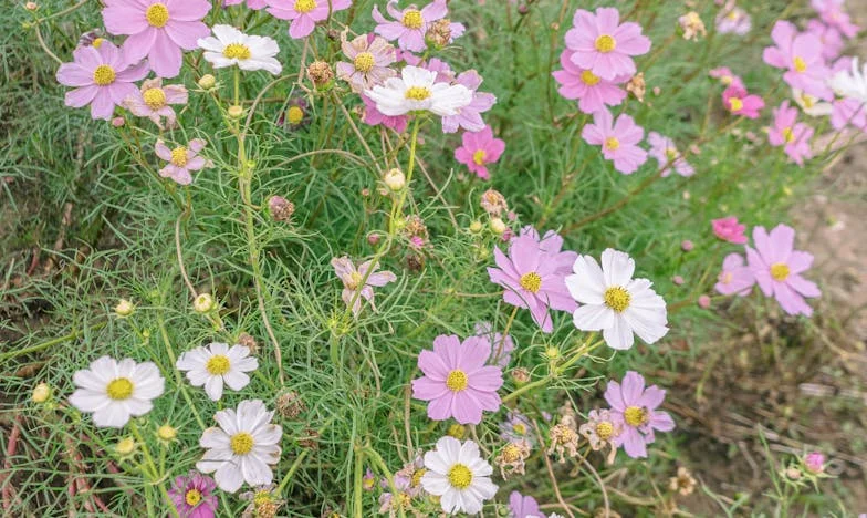 „Chcesz mieć dziecko? Najpierw wynieś się z mojego domu!” – Jak moja teściowa prawie zniszczyła moje małżeństwo