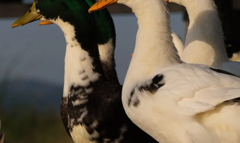 Kiedy cisza krzyczy: Moja walka o syna, rodzinę i siebie