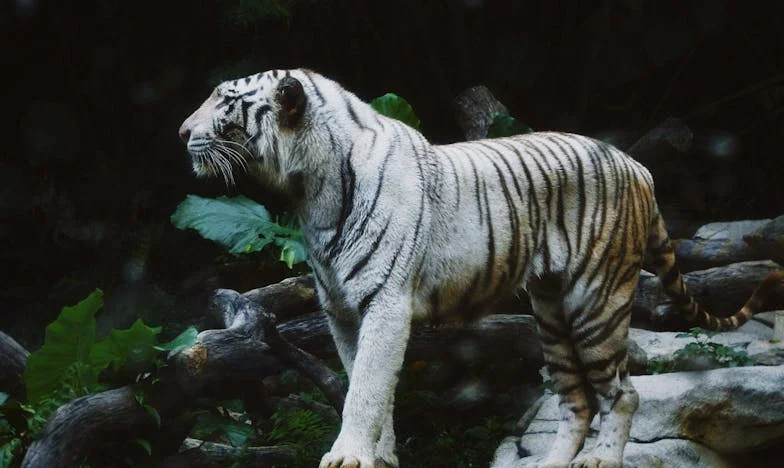 Kiedy teściowa staje się centrum mojego świata: Między obowiązkiem a wolnością w polskiej rodzinie