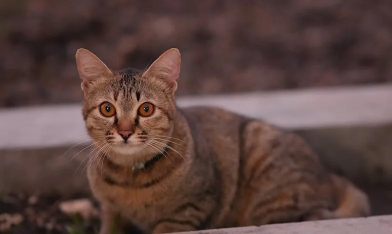 Mama zadzwoniła: „Będą goście!” – Ten raz postanowiłam zrobić coś inaczej…