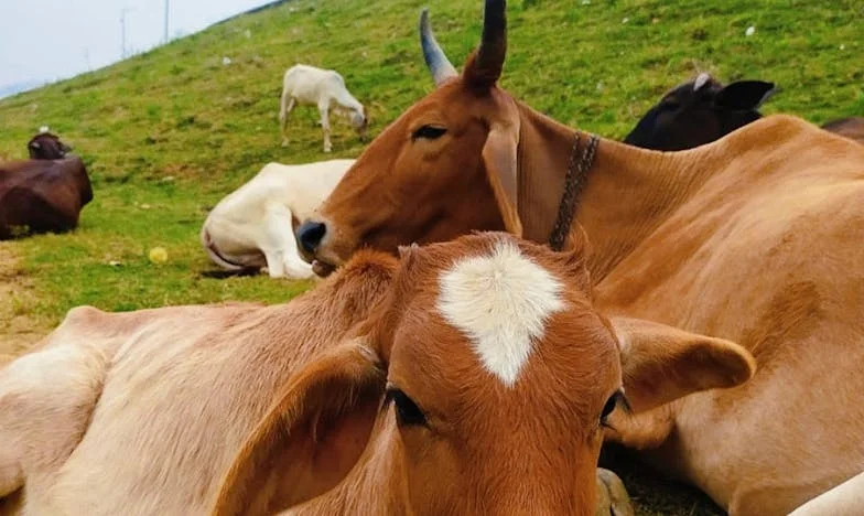 Miłość czy poświęcenie? Historia domu, który podzielił naszą rodzinę