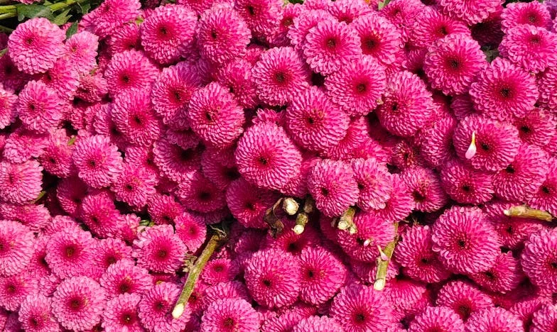 Nie spiesz się z weselem, Marto! – Ucieczka panny młodej od toksycznej rodziny narzeczonego