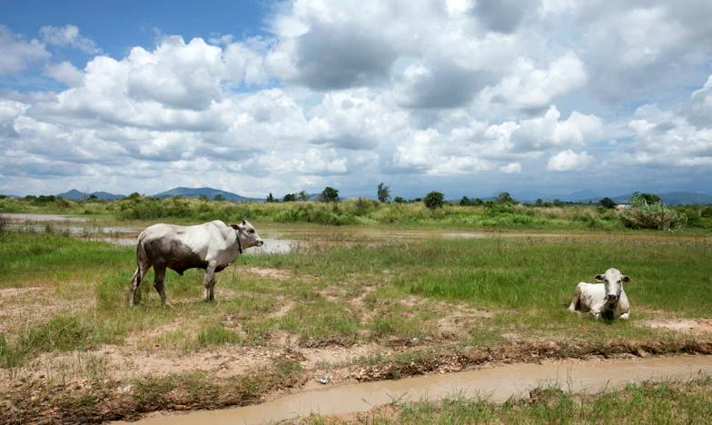 Nieproszeni goście w moim domu – zdrada, która zmieniła wszystko