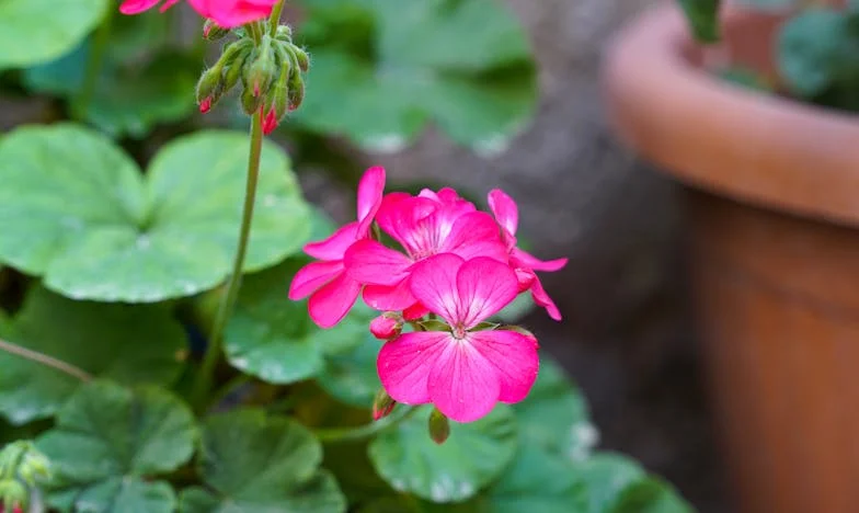 Po śmierci męża znalazłam w szufladzie kopertę z moim imieniem: To, co było w środku, przewróciło moje życie do góry nogami