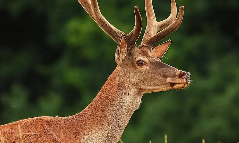 Podwójne życie mojego męża: Prawda, która rozdarła rodzinę