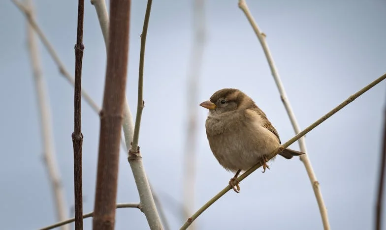 Teściowa wprowadziła się na dwa tygodnie. Po miesiącu zaczęła planować, jak się mnie pozbyć...
